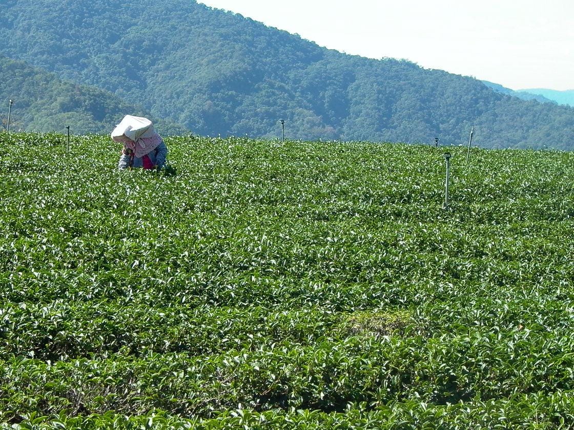 The Altitude Code of High Mountain Tea: Why 600m and 1600m Taste Different