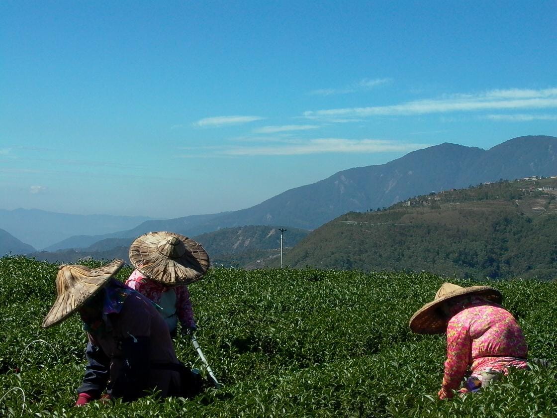 Yuchi Township's Identity Mystery: Why Taiwan's Tea Birthplace Isn't High Mountain