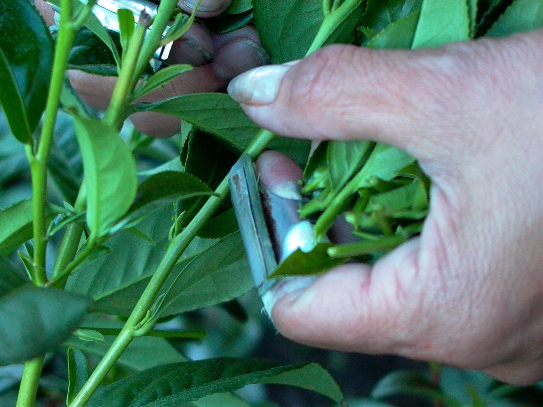 What Are the Health Benefits of Dong Ding Oolong Tea?