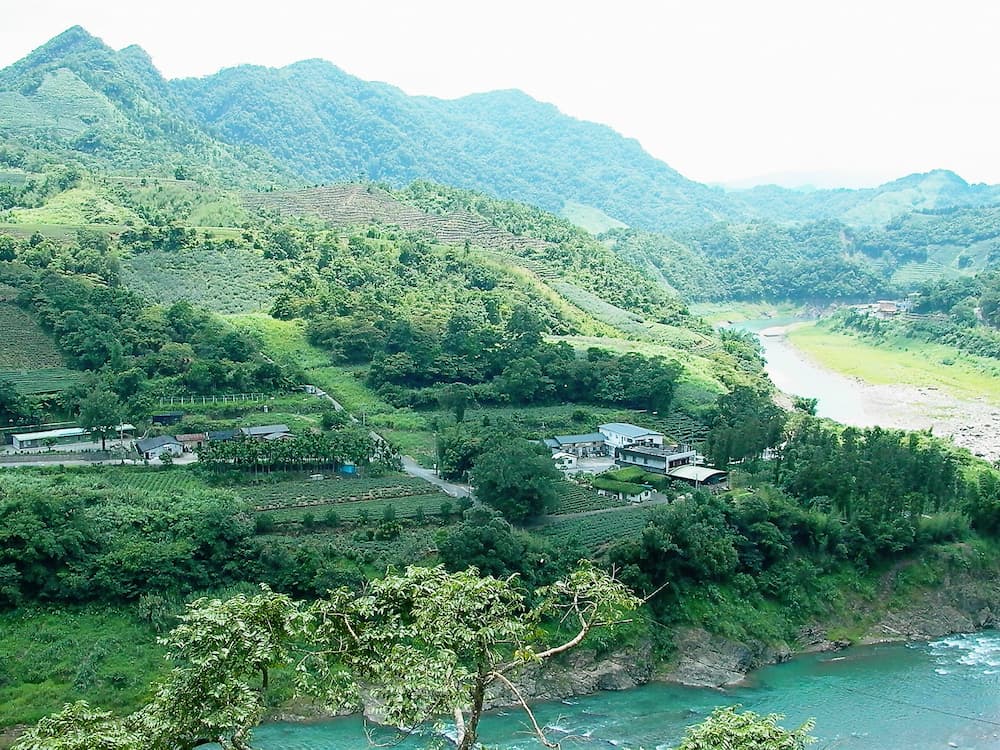 Common Misconceptions About Wenshan Baozhong Tea