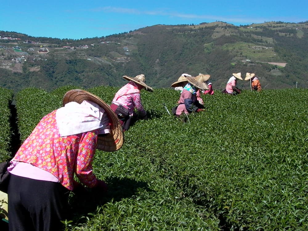 Why Is Alishan Tea So Fragrant? The Secrets of Soil and Climate