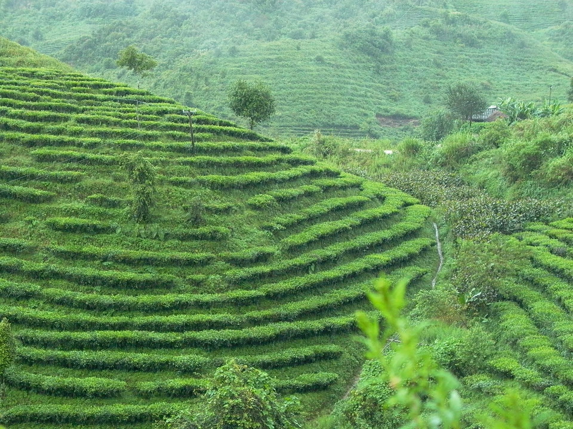 茶香大挑戰：跨越五國，深度探索世界頂級茶鄉