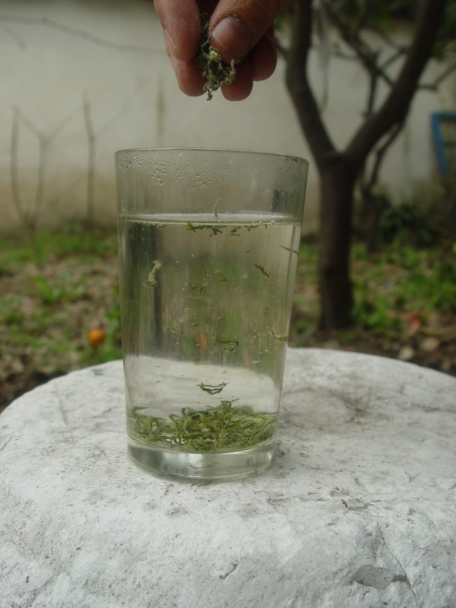 碧螺春茶食搭配法則：酸甜澀度平衡的品茗美學