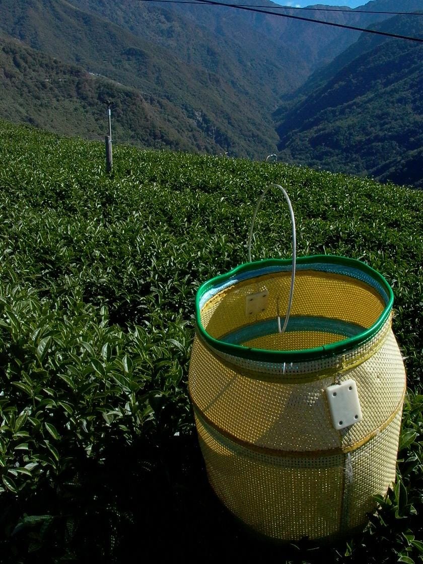 烏龍茶與包種茶差別