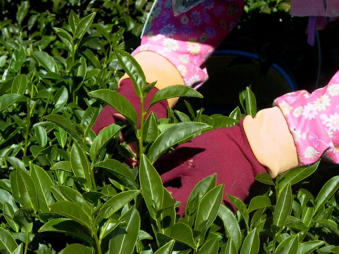 高山烏龍茶採茶秘技