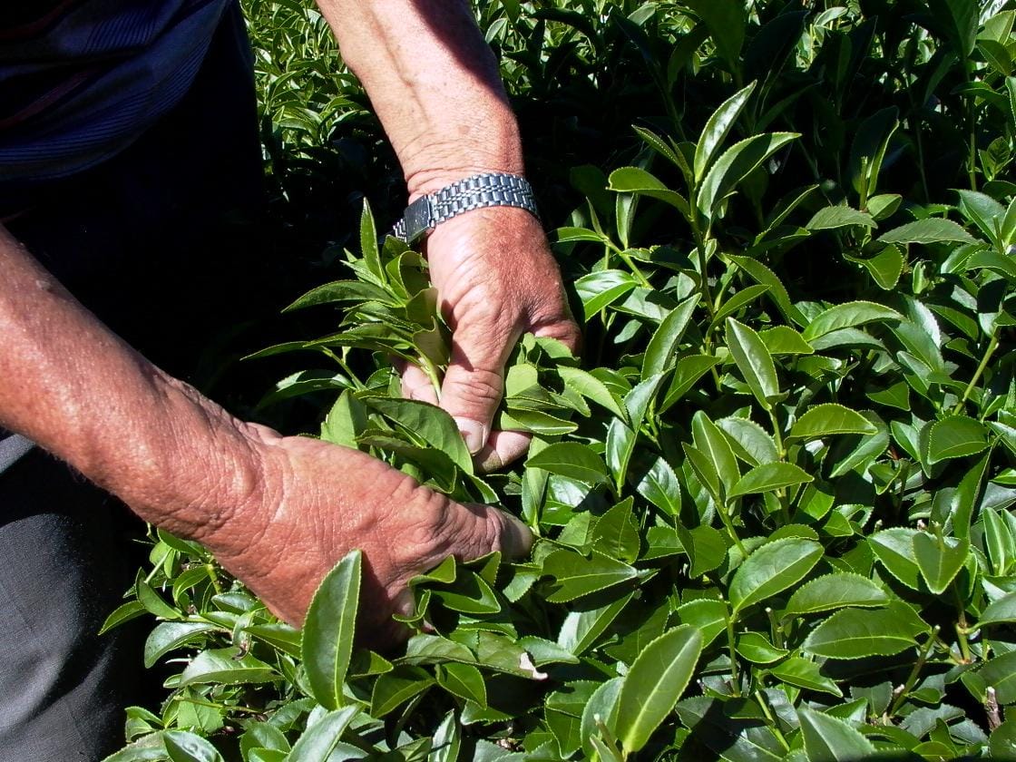 烏龍茶營養成分分析:維生素礦物質含量完整解讀