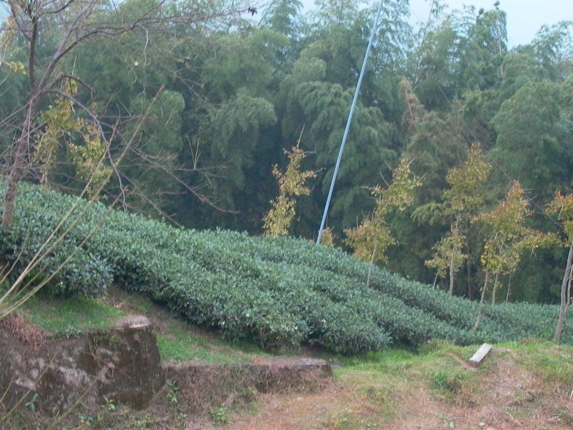 安溪鐵觀音