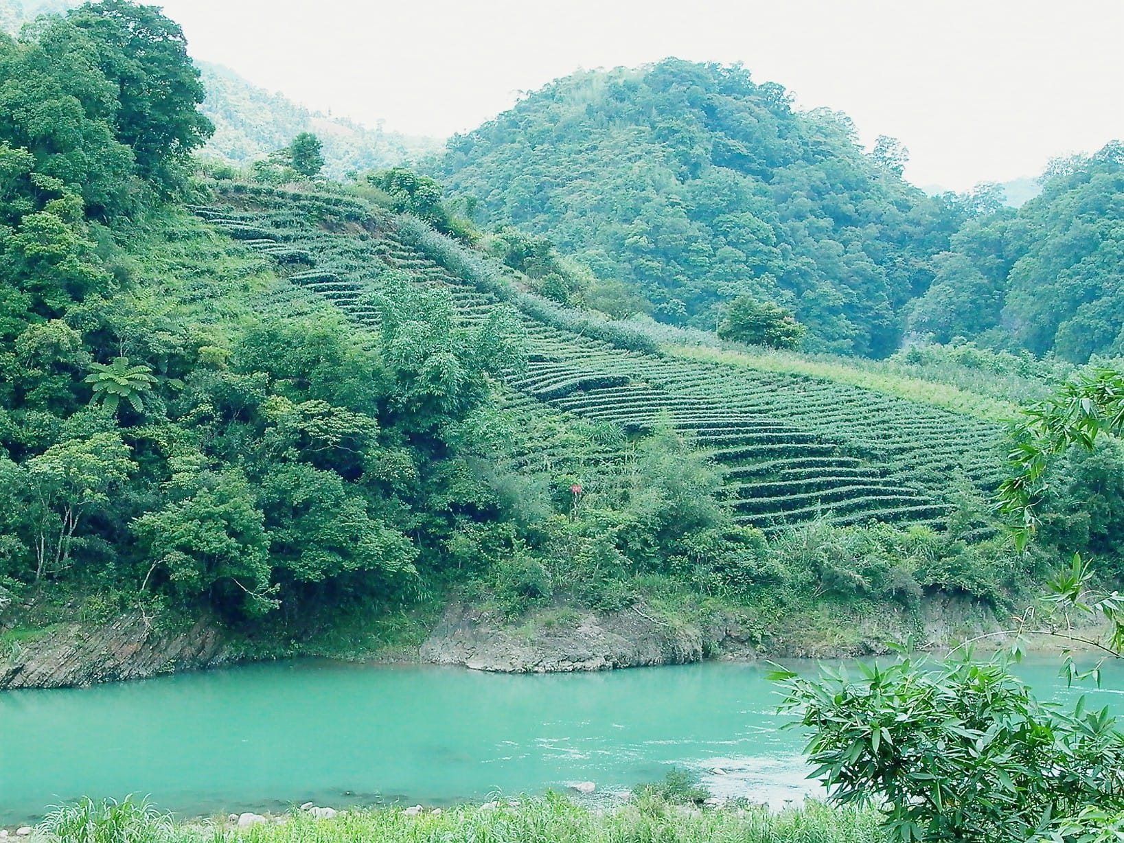 烏龍奶茶