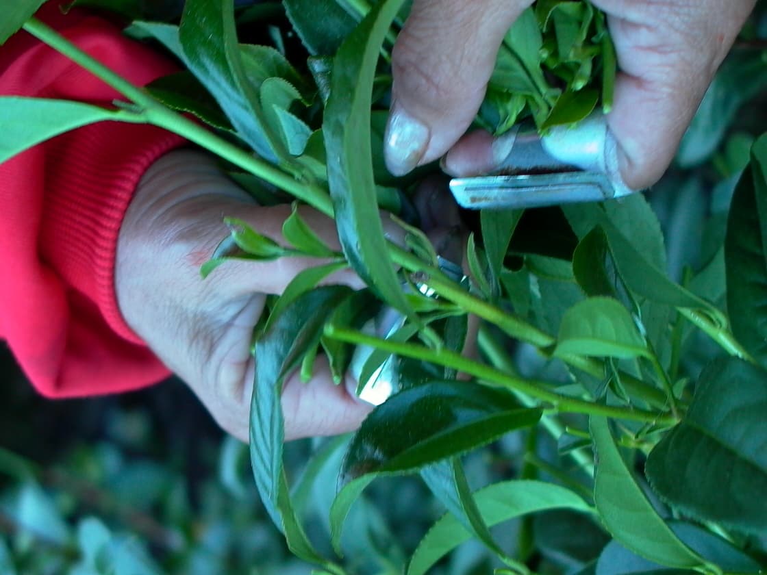 茶湯混濁是茶葉出問題