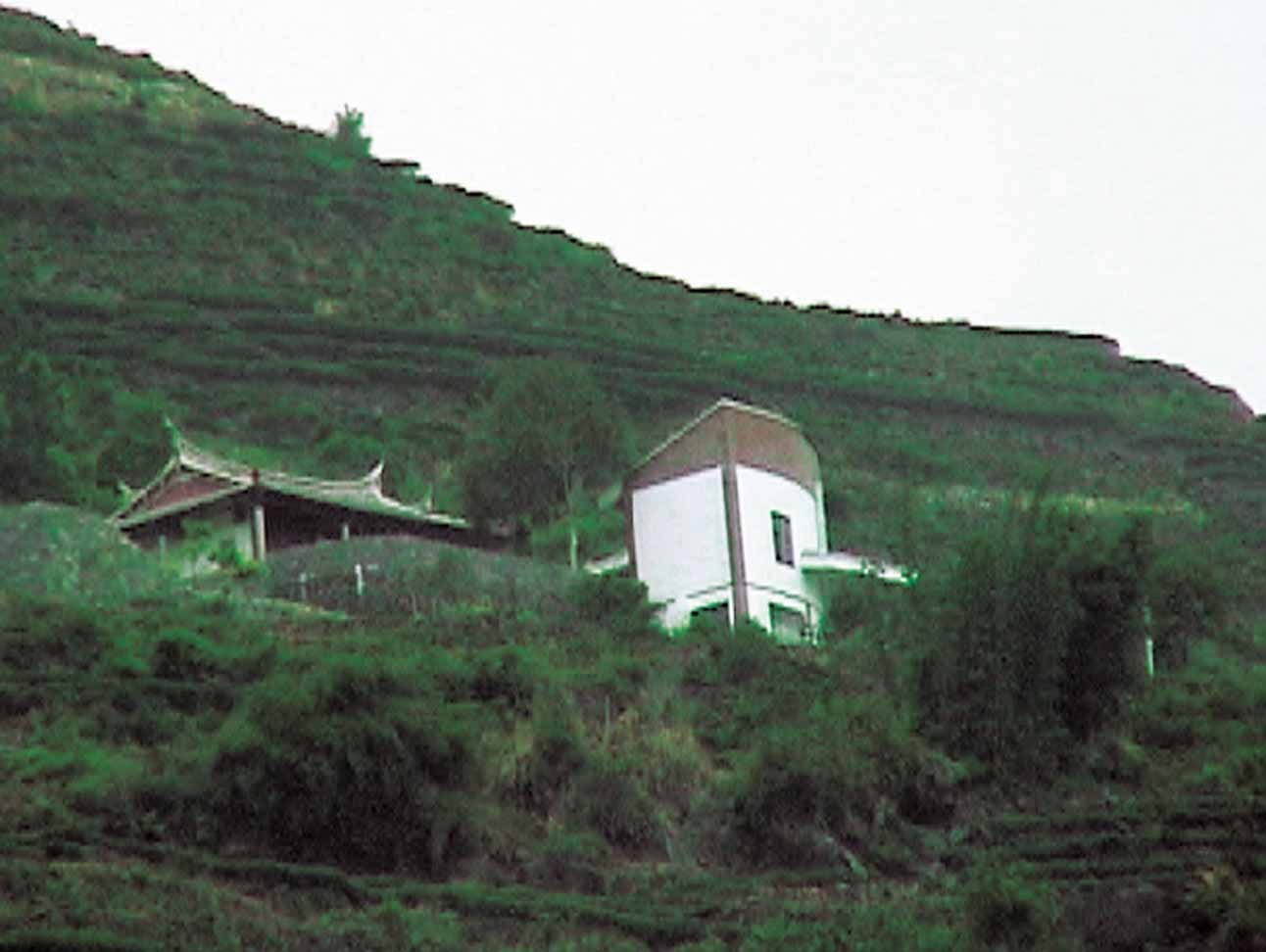 鐵觀音茶園風水學