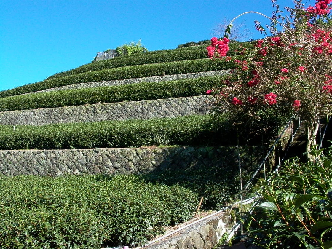 新手要怎麼挑選烏龍茶
