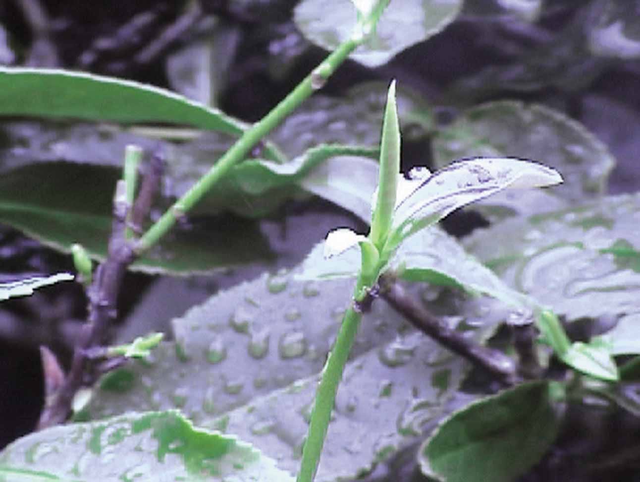 正港鐵觀音辨識口訣