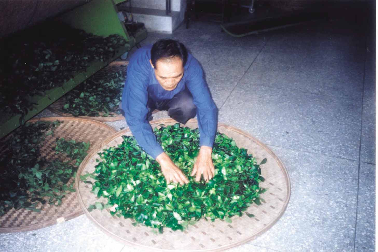 鐵觀音的採摘等級