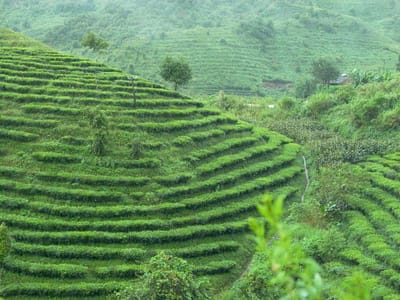 茶香大挑戰：跨越五國，深度探索世界頂級茶鄉
