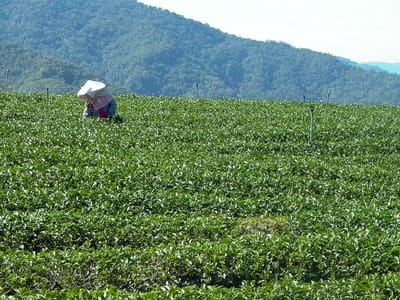六大茶類茶具推薦｜從茶葉特性看最適合的茶器材質