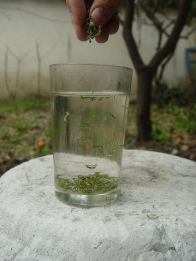 碧螺春茶食搭配法則：酸甜澀度平衡的品茗美學