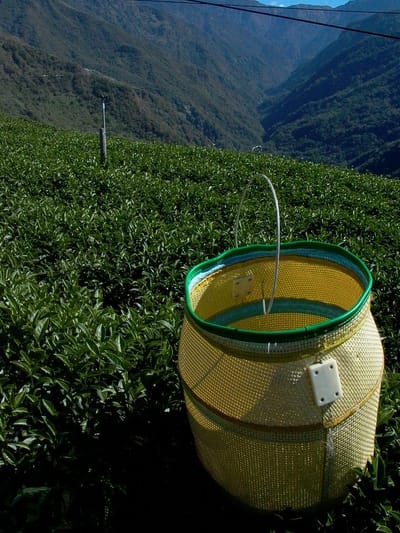 烏龍茶與包種茶差別
