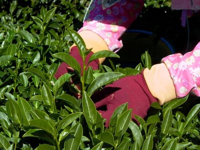 高山烏龍茶採茶秘技