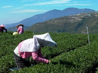 達邦茶區原住民製茶：鄒族文化與高山茶產業的融合