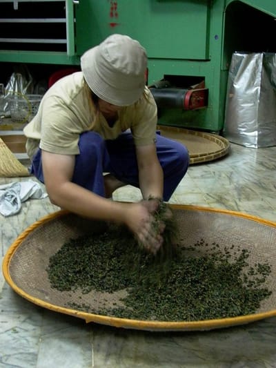 烏龍茶製法古今對比