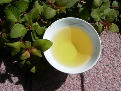 烏龍茶香氣演變