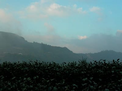 烏龍茶神秘由來