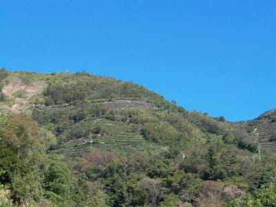 大陸茶市現象