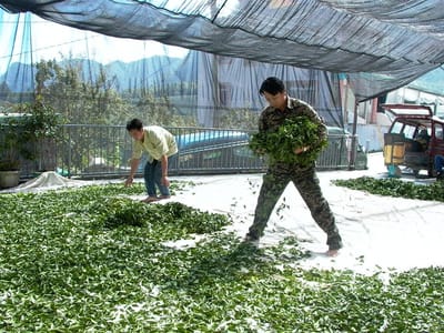鄒族茶農