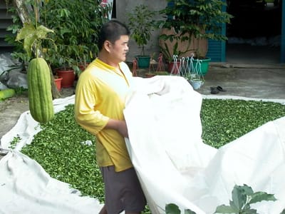 現金搶茶