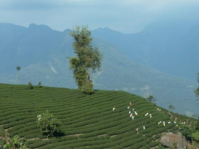 凍頂烏龍茶