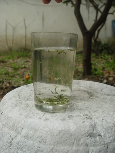 碧螺春泡茶教學