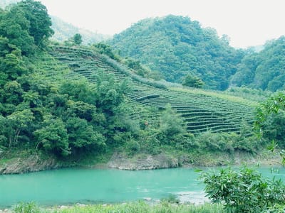 烏龍奶茶