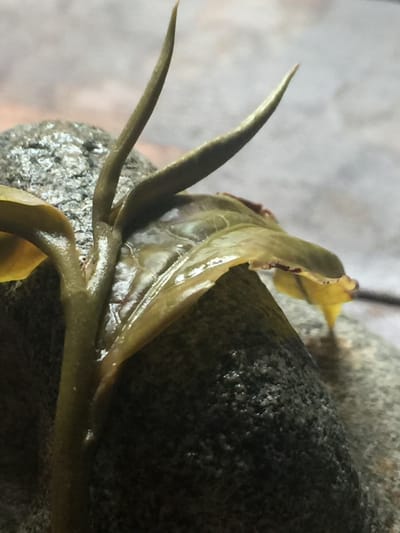 宋代人不用紫砂壺泡茶