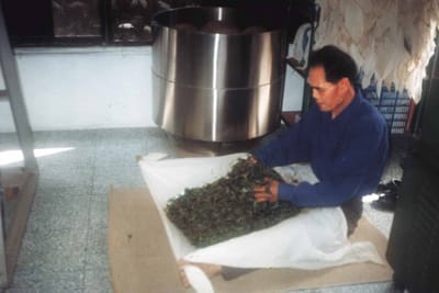 製茶師傅的體力極限