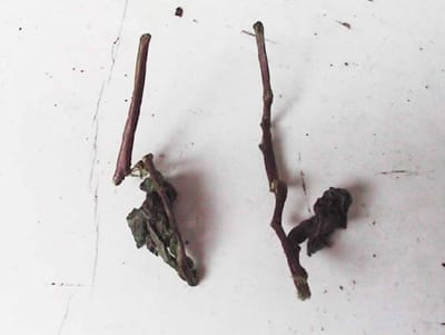 鐵觀音的「正欉」與「正味」