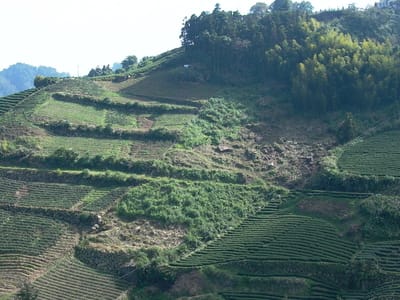 高山烏龍茶為什麼比較貴