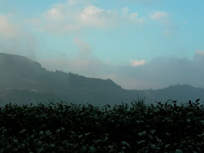 烏龍茶有什麼常見誤解