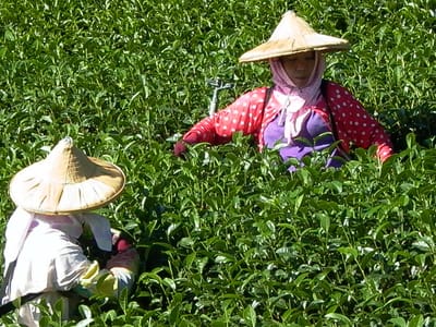 烏龍茶和綠茶/紅茶有什麼不同