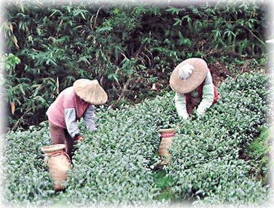 鐵觀音採摘的黃金時刻