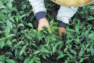 氣候如何決定茶葉品質