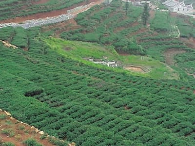 天候對鐵觀音的決定性影響