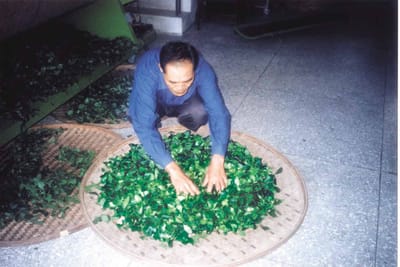 鐵觀音的採摘等級