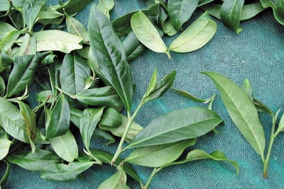 春茶跟冬茶哪個比較好?